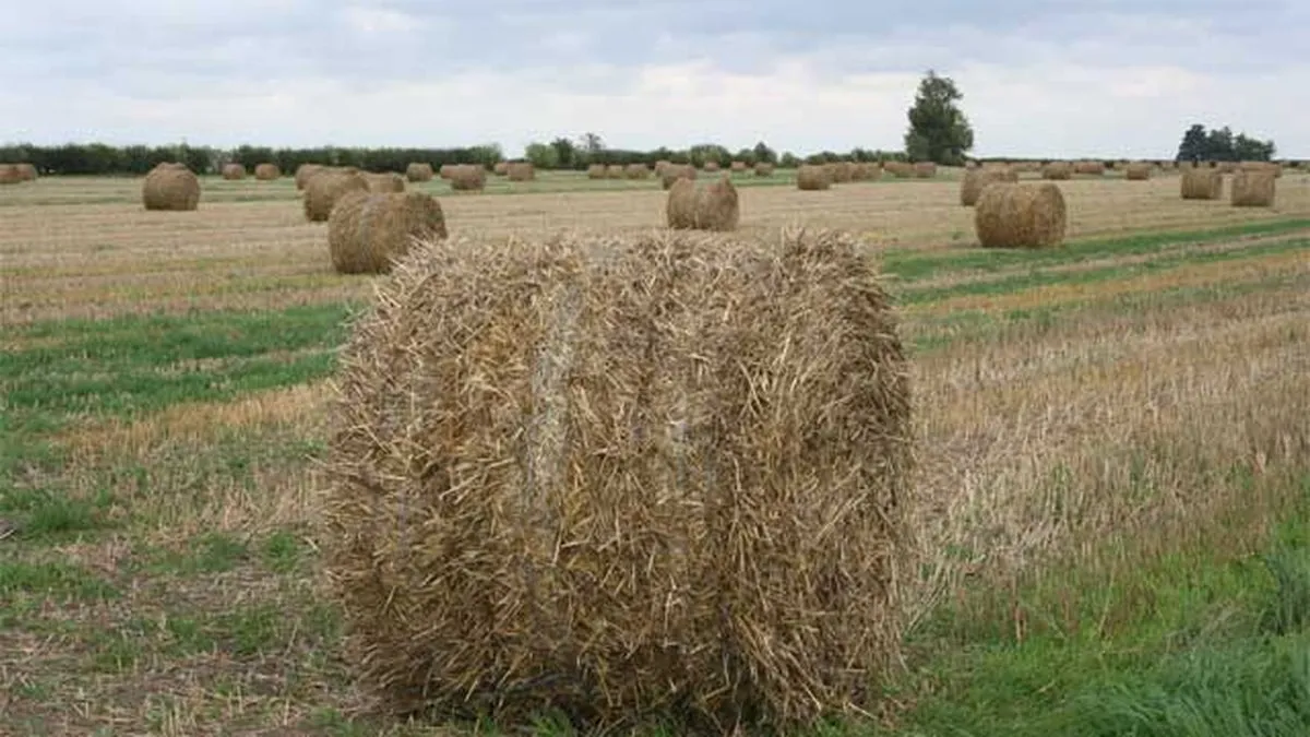 How Much Is a Bale of Hay in the UK? Find Out the Latest Prices Here!